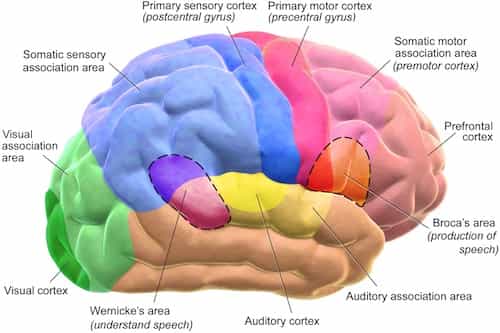 Facts about human brain