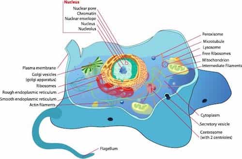 Facts about living Cell1
