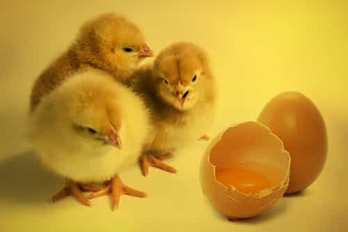 Chicken and Eggs