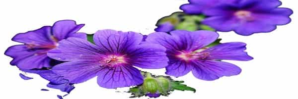 Why Righteous Get More Afflictions In Life4 Why Righteous Get More Afflictions In Life4