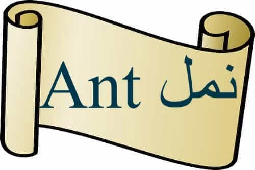 Ant نمل in Quran Ant نمل in Quran