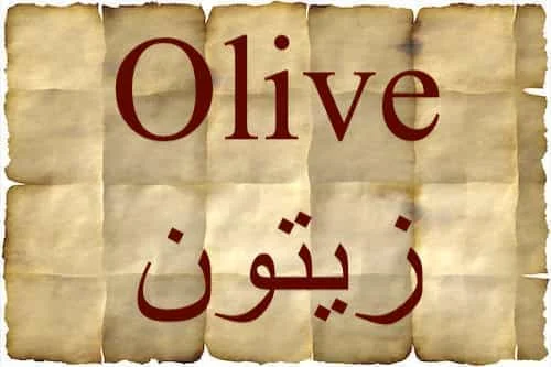 Olive زيتون in Quran