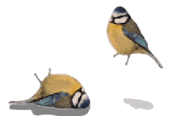 Birds In Pair Birds Pair Bouncing