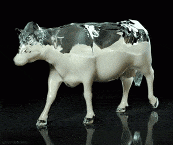 Transparent Cow Filled With Milk
