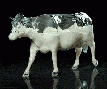 Cow Milk Belly Transparent Cow Filled With Milk