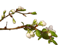 Animation White Flowers Growing