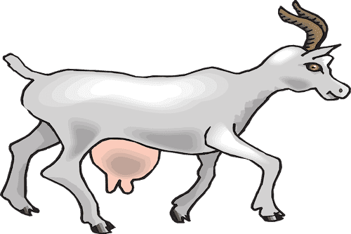 Goat Milk Goat Showing Breast