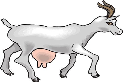 Goat showing breast