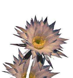 Growing Flower Animation Of Growing Flower