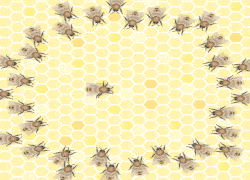 Honey Bee Dance Waggle Dance Animation