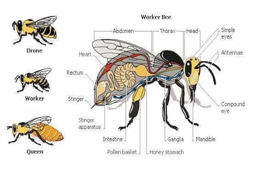 Queen, Drones And Worker Bee