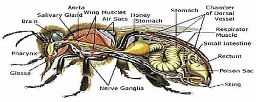 Honey Stomach Honey Bee Internal Diagram Showing Honey Stomach