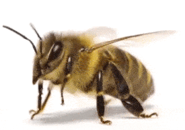 Honey Worker Bee Honey Bee Animation