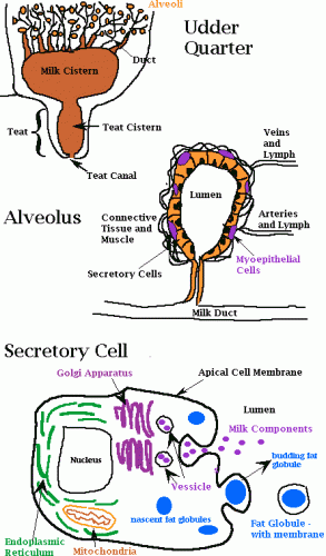 Mammary Gland Anatomy Milk Biosynthesis
