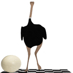 Ostrich And Its Egg