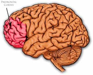 Scan Of Brain Cortex