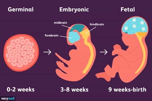 Three Stages Of Embryo