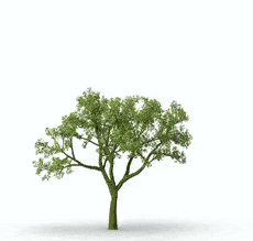 Animation of Tree Growing