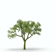 Tree Growing Tree Growing