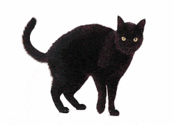 Black Cat Black Cat Symbol Of Superstition