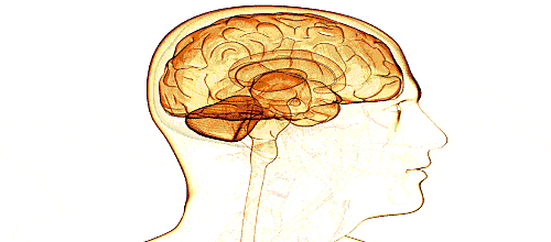 Brain Anatomy Brain Anatomy Major Parts Animation