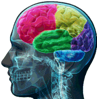 Brain Compartments Brain Compartments