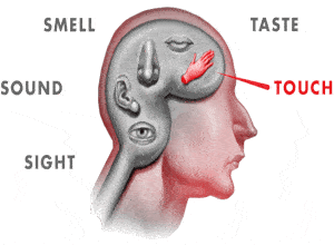Brain Five Senses Brain And Its Five Senses