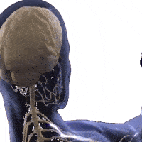 Brain Neurons Signals Brain Neurons Signals