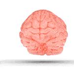 Brain Rotating Animation Brain Rotating Animation