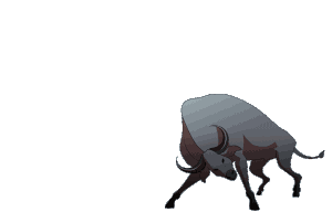 Bull Attacking Bull Attacking