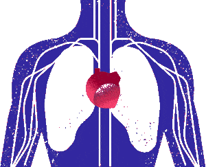 Circulatory System Circulatory System