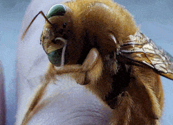 Drone Drone Male Bee