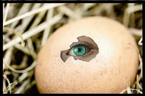 Gods Signs Egg Creation