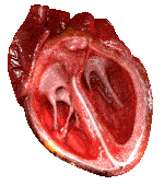 Heart Pumping Heart Pumping