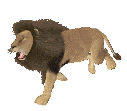 Lion’S Claw Lion'S Claw