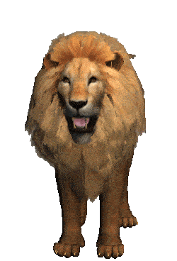 Lion's Teeth & Roaring