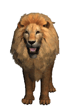 Lion’S Teeth Lion'S Teeth &Amp;Amp; Roaring