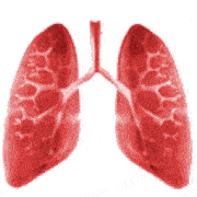 Lungs Working Animation Lungs Working Animation