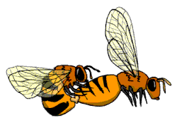 Mating Flight Mating Of Queen And Drone Bee