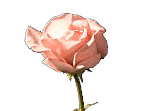 Pink Flower Growing Pink Flower Growing
