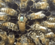 Queen Bee Queen Bee In Hive