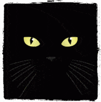 Superstition Black Cat Black Cat Bad Omen
